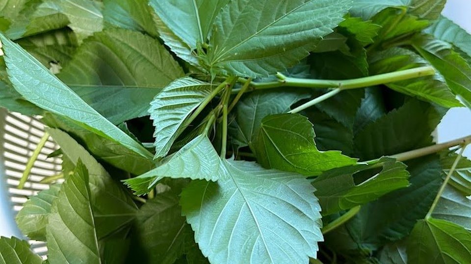 カテゴリー画像 野菜