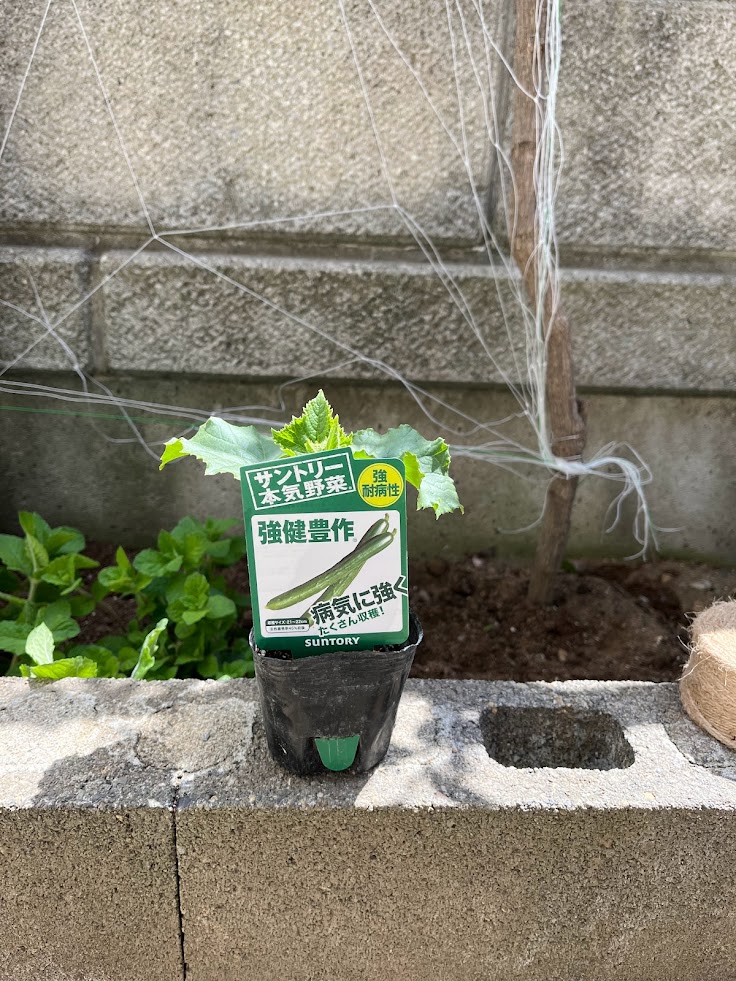 土づくりをしていない花壇の空きスペースに急きょ植えることになったキュウリの苗