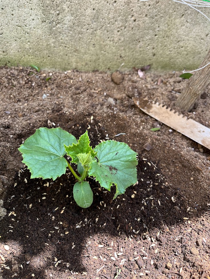 ブレンドした土を戻して植え付けたキュウリの苗。周りより少し低くしてウォータースペースを作っている
