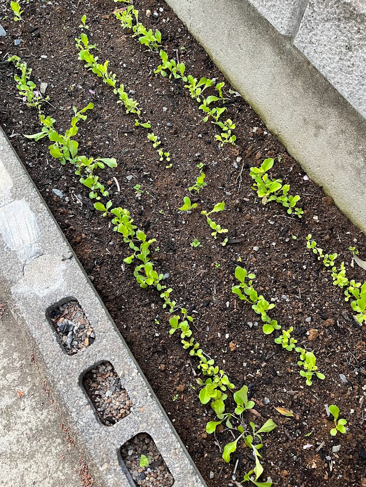 発芽してそろったベビーリーフの芽。密植のまま間引かない