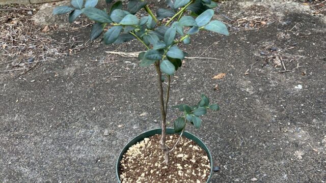 ブルーベリー ミスティ 新苗植え替え 植え替え後8号
