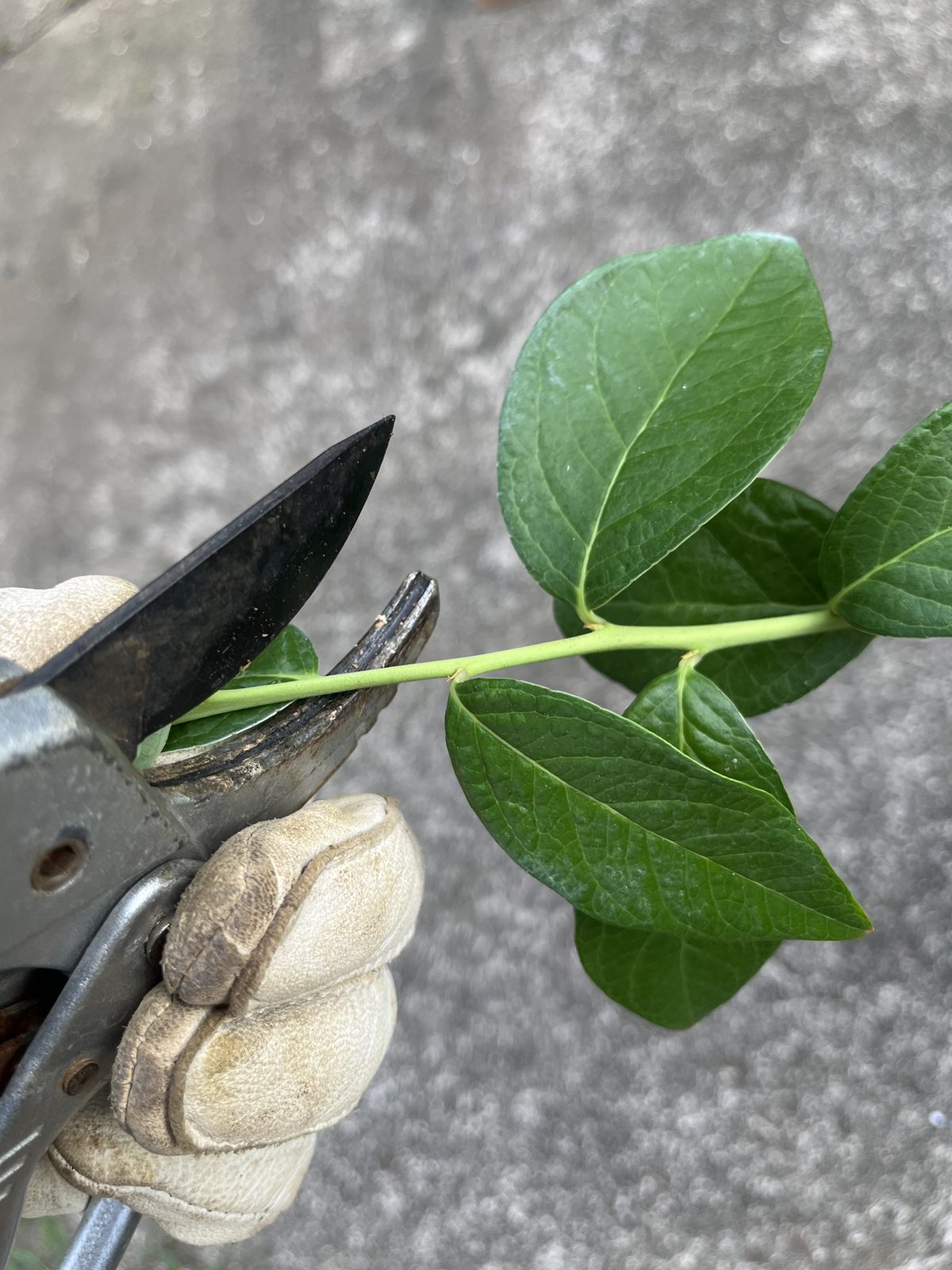伸びた枝の先端3分の1を目安にカット