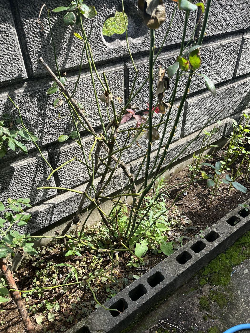葉がほとんど落ちてしまったブルームーン