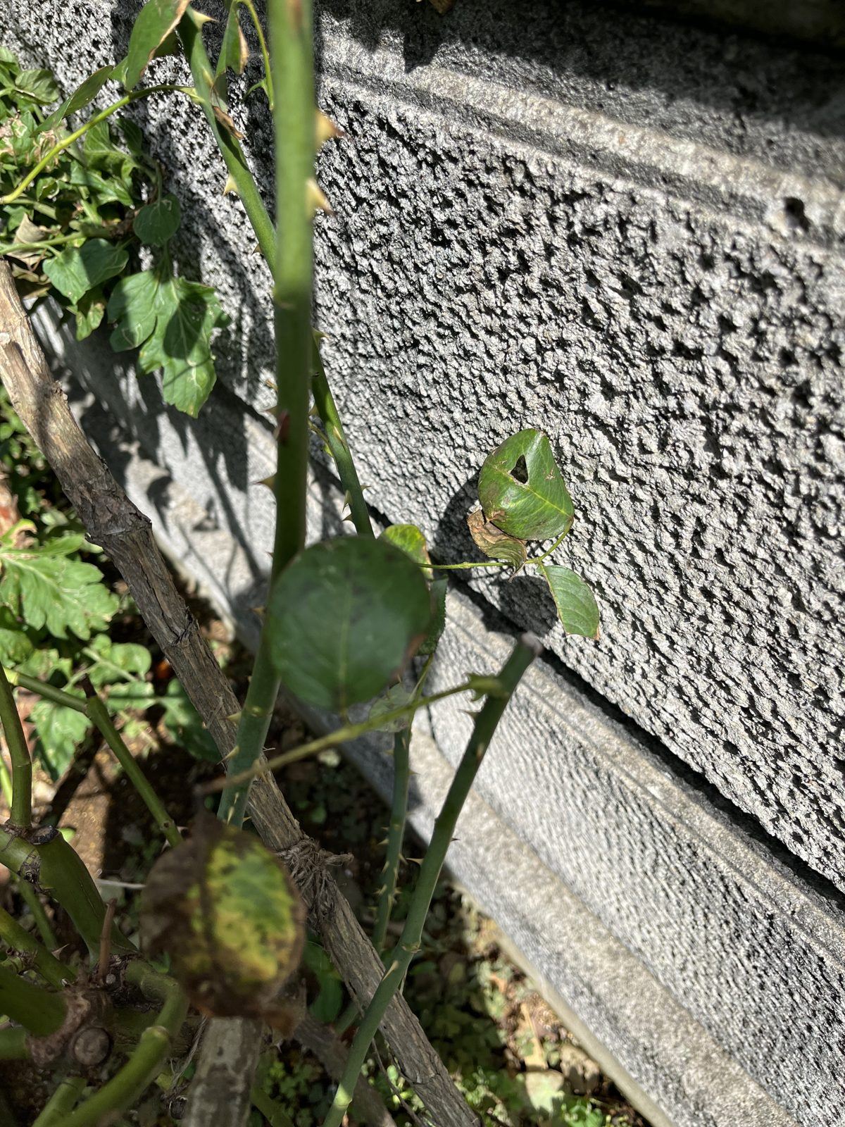 黒星病の葉。黄変した葉に黒い斑点が広がる