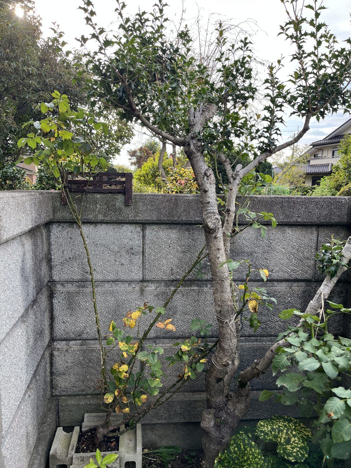 剪定後。葉を多めに残して浅めにとどめた