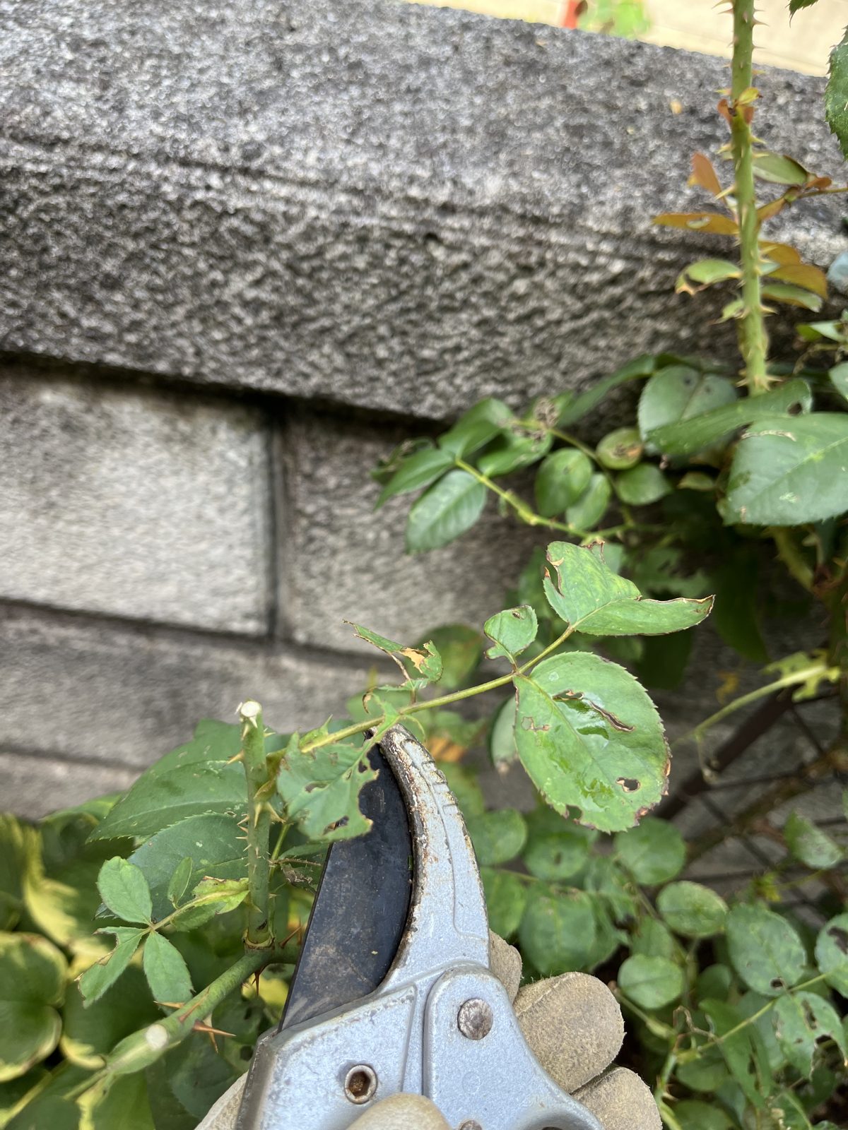 切り口のすぐ下の葉の付け根にある芽が、次の枝になる