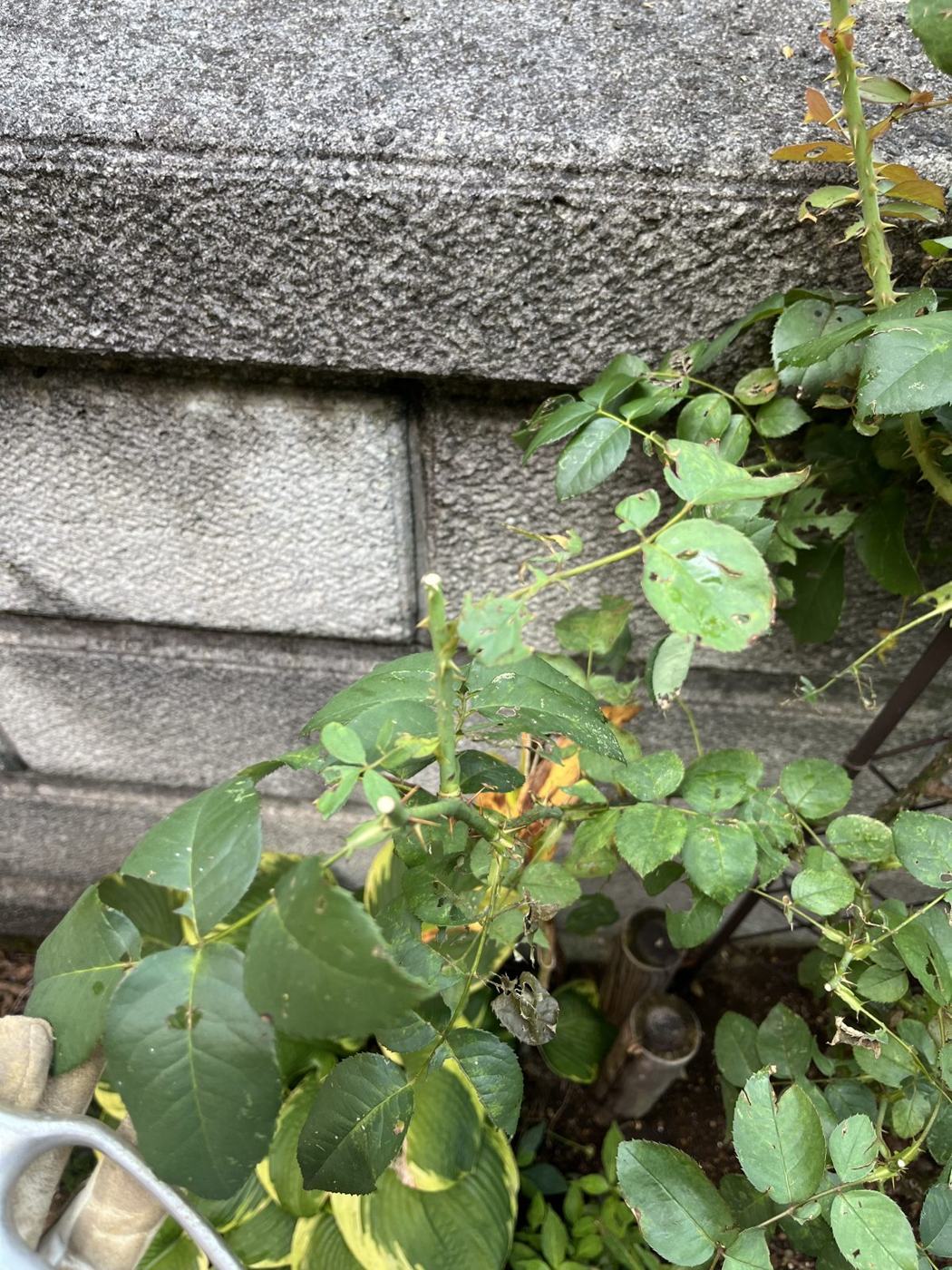 枝ごとに芽の向きを変えて、株全体が放射状に広がるようにする