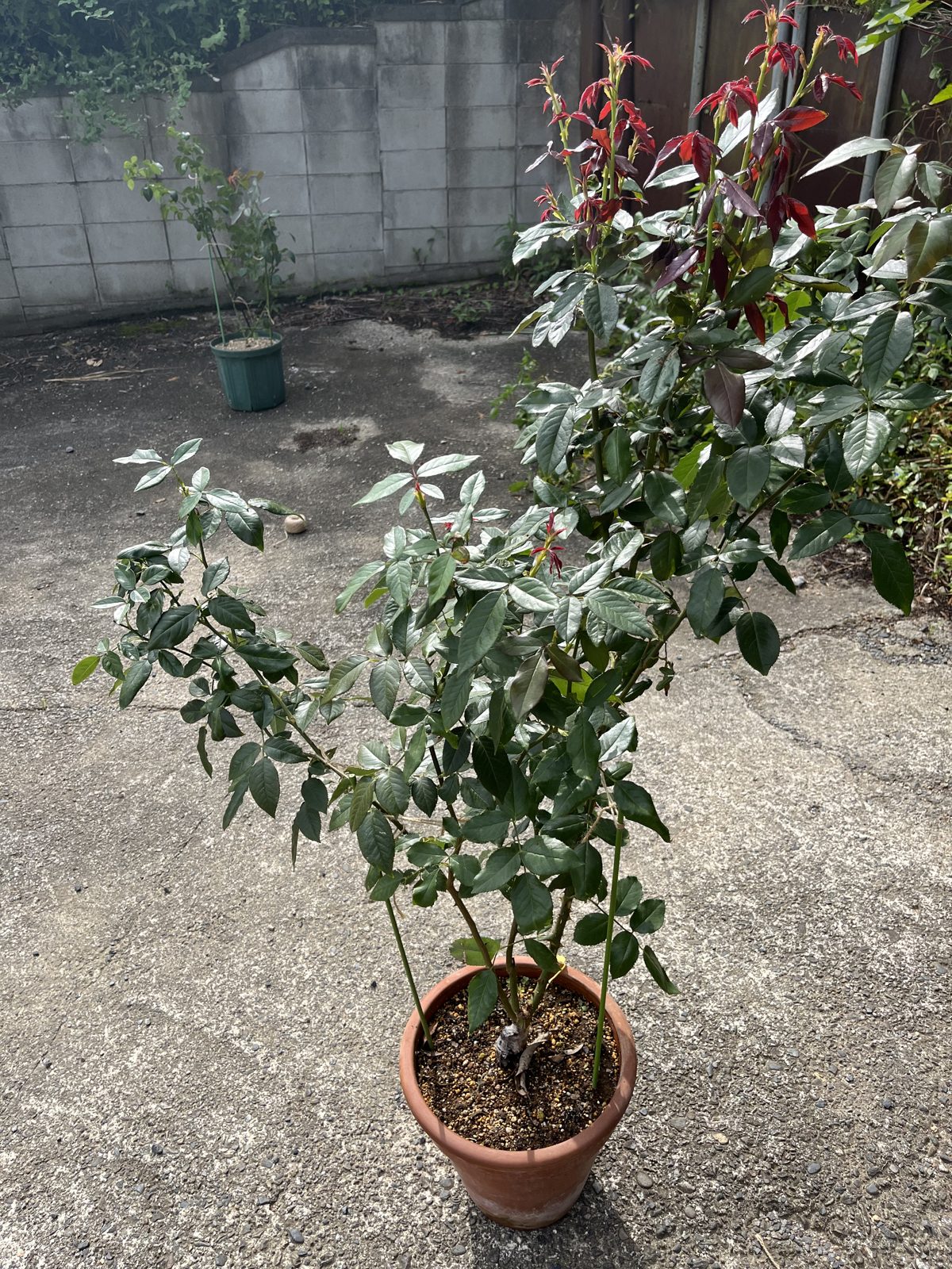 クラバート（新苗・8号鉢）。株に対して鉢が小さくなってきた
