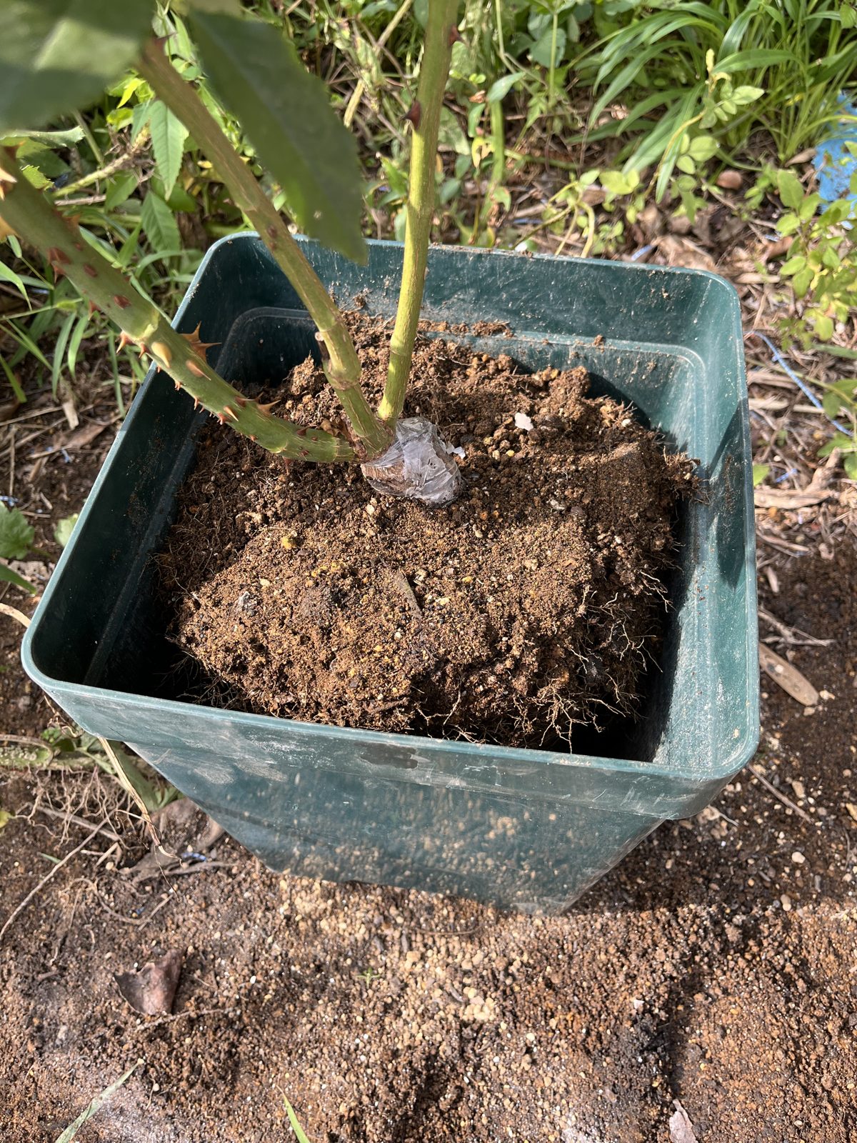 根鉢は崩さず、そのまま新しい鉢へ。真夏の植え替えはこれが鉄則