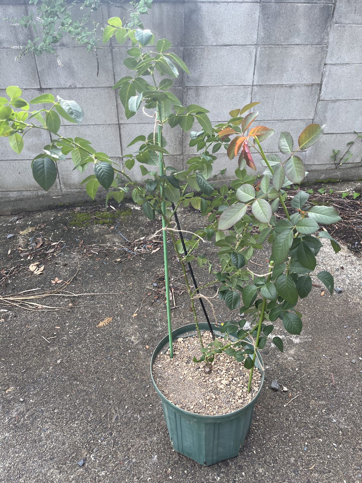 10号鉢に植え替えて支柱を立てた状態