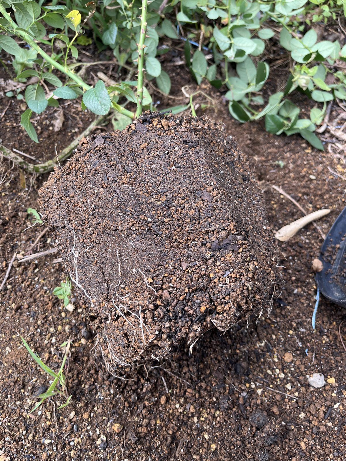トリニティの根鉢。クラバートより根の回りは控えめだが、崩さずそのまま植える