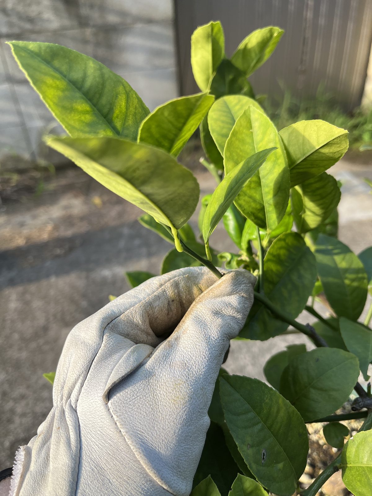 色の薄いやわらかい新芽を手に取って確認しているところ
