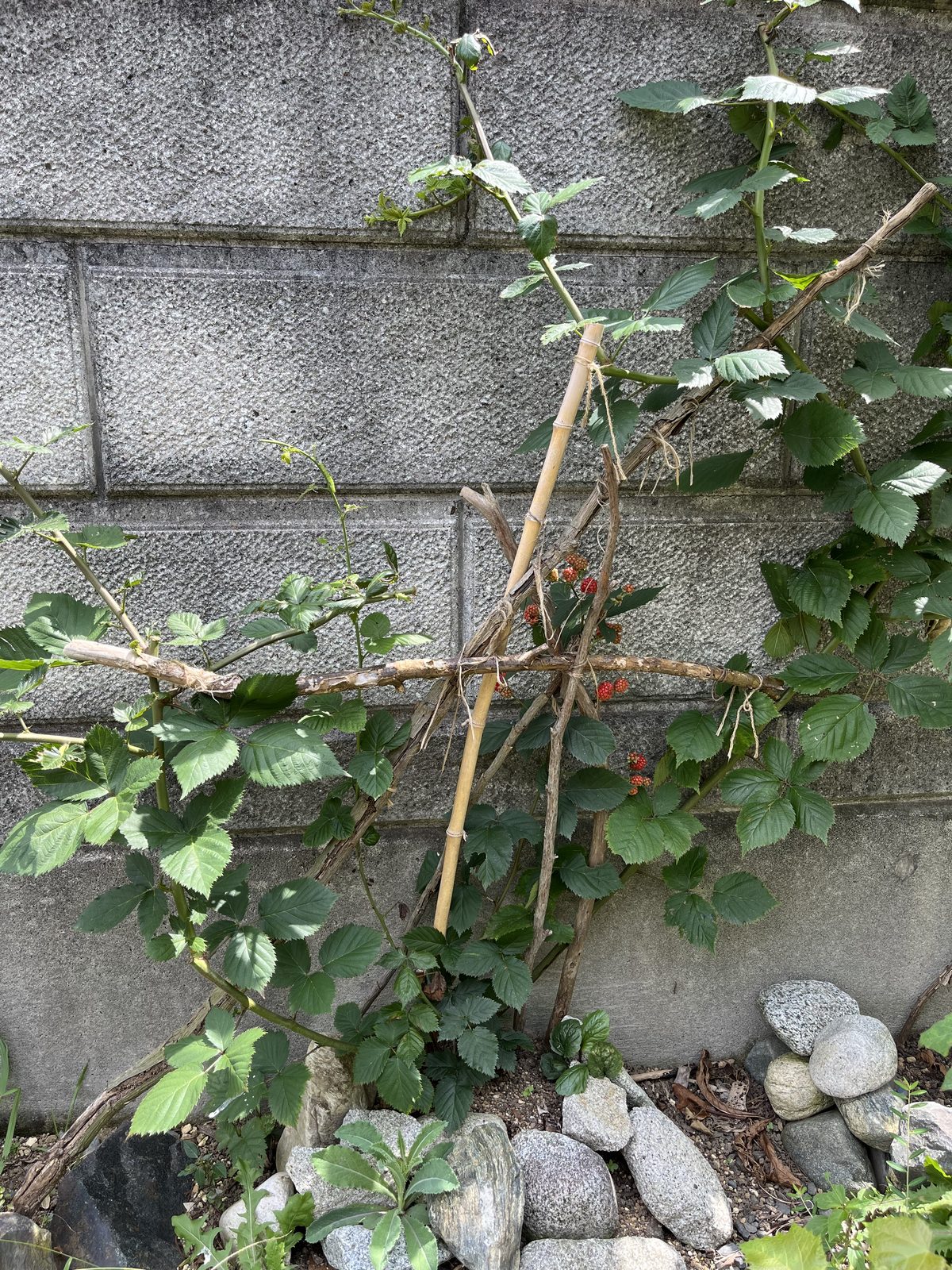 ブロック塀沿いの地植えブラックベリー。支柱に枝を誘引してある