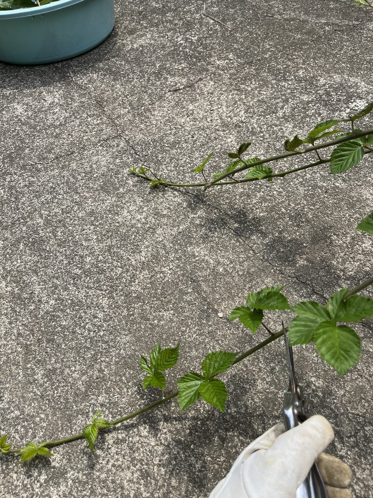 長く伸びた枝の中間あたりに剪定ばさみを当てているところ