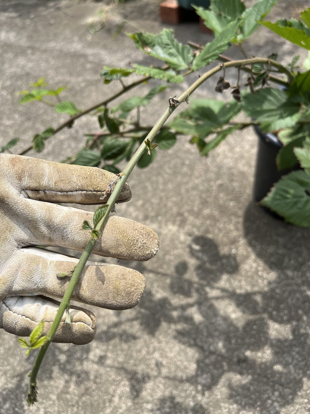 下向きに垂れた枝。花がらが枯れて茶色くなっている