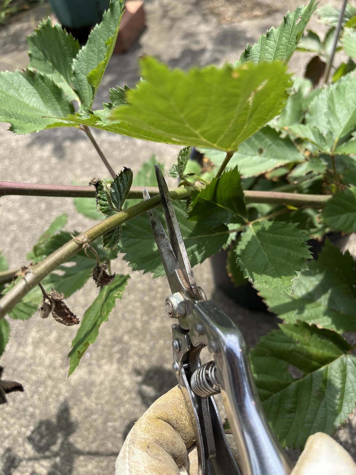 実がらが残る弱った枝に剪定ばさみを当てているところ