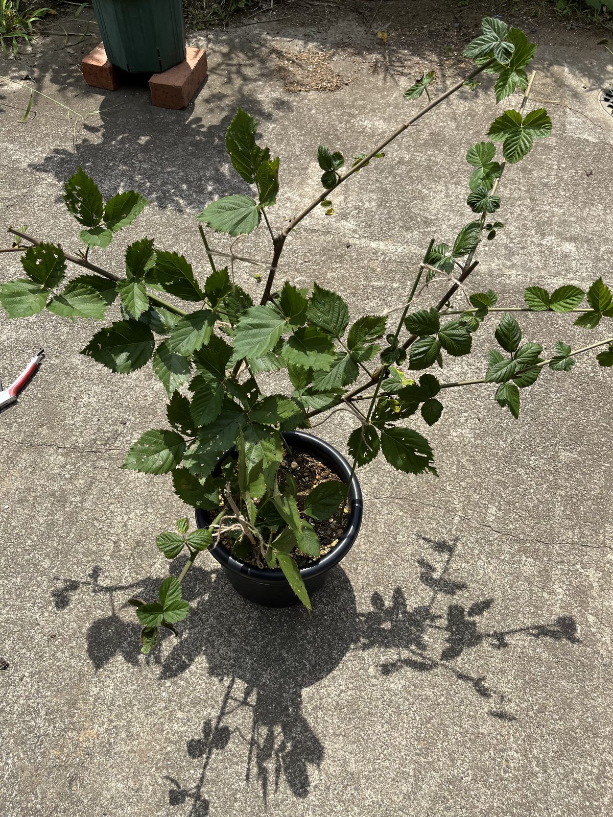 剪定後のトリプルクラウン。枝が上向きに整った