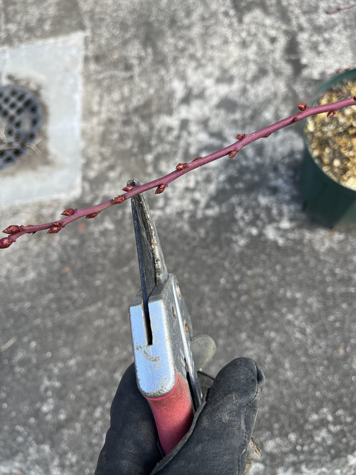 冬のブルークロップの枝(1月撮影)。先端側のふっくら丸い芽が来年の花芽、中間の小さくとがった芽が葉芽