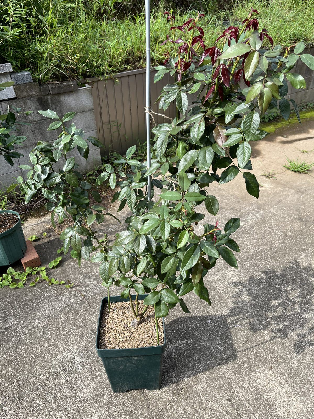 10号鉢に植え替え完了。株元の接ぎ口は埋めない