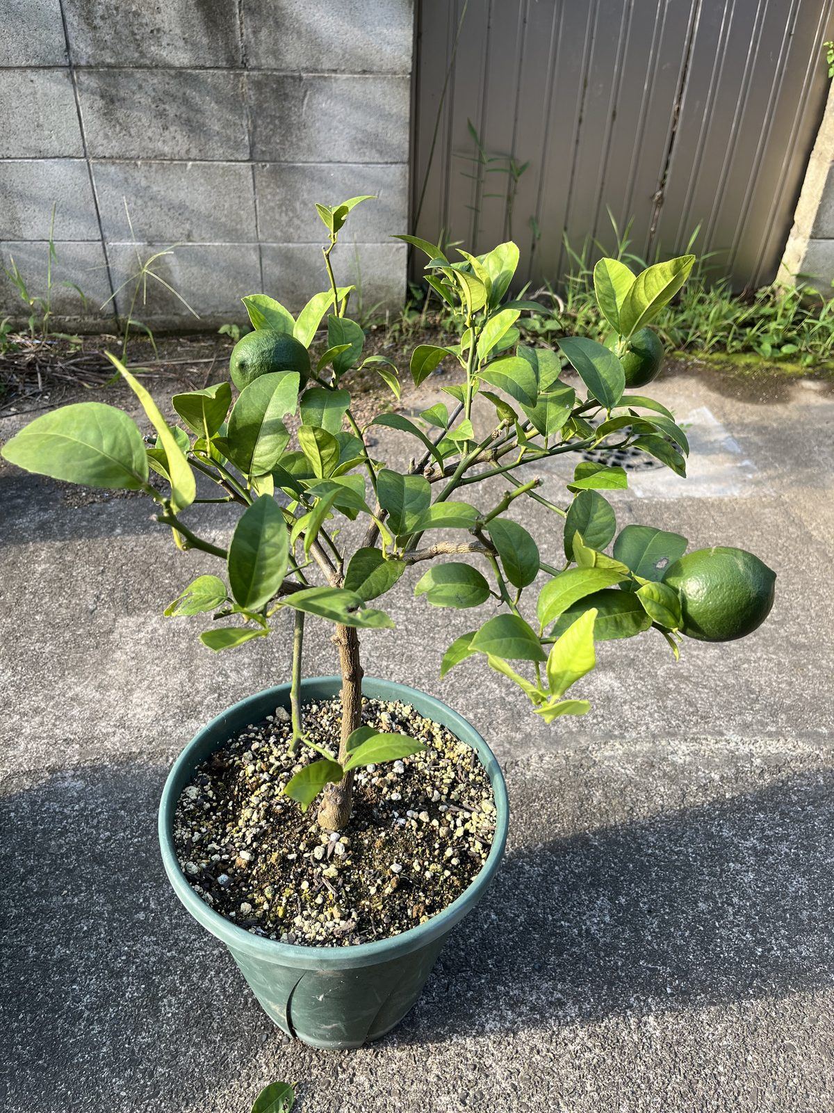 夏枝除去後のリスボンレモン。株がすっきりした