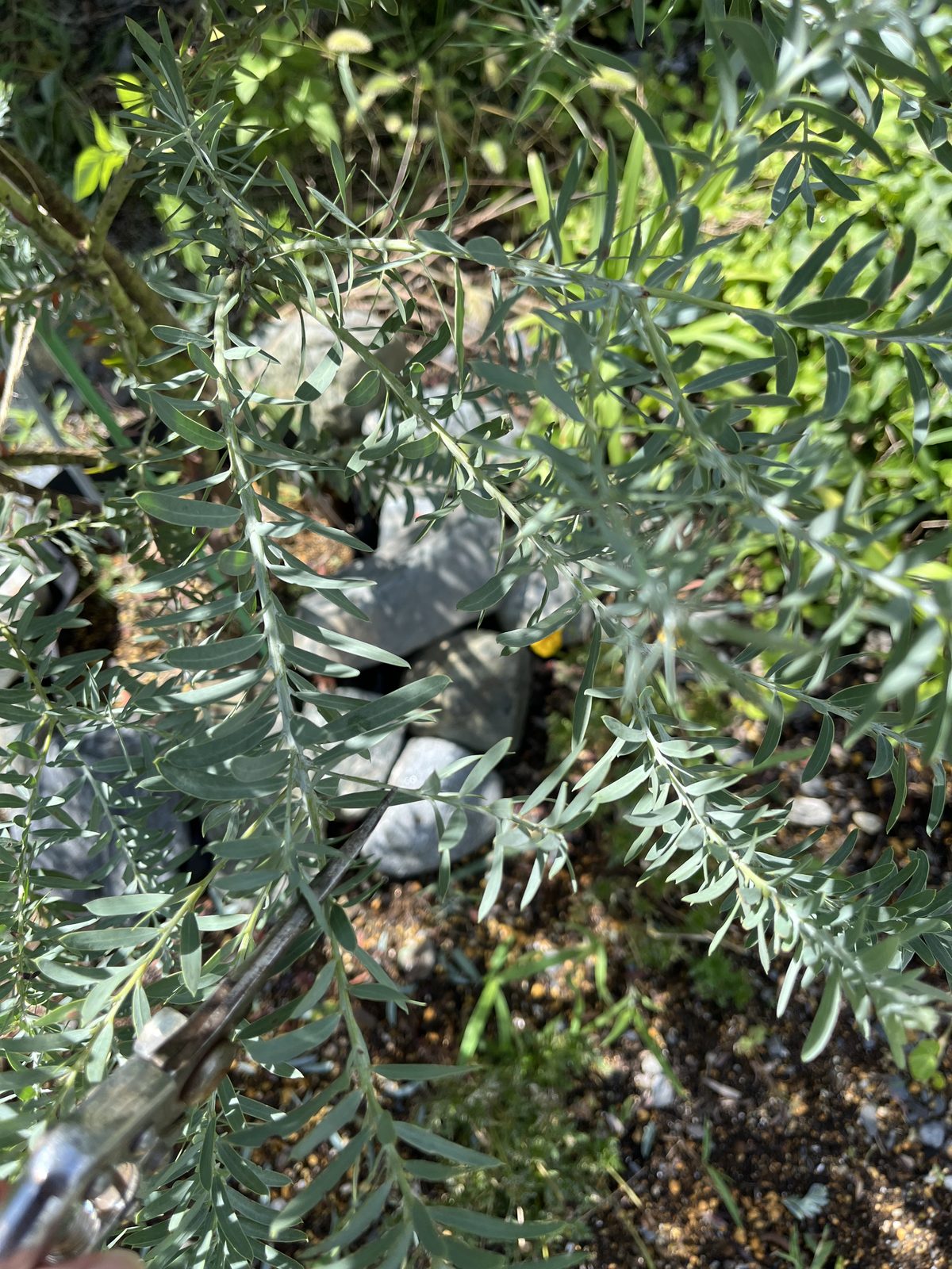他の枝とクロスして伸びるミモザの枝