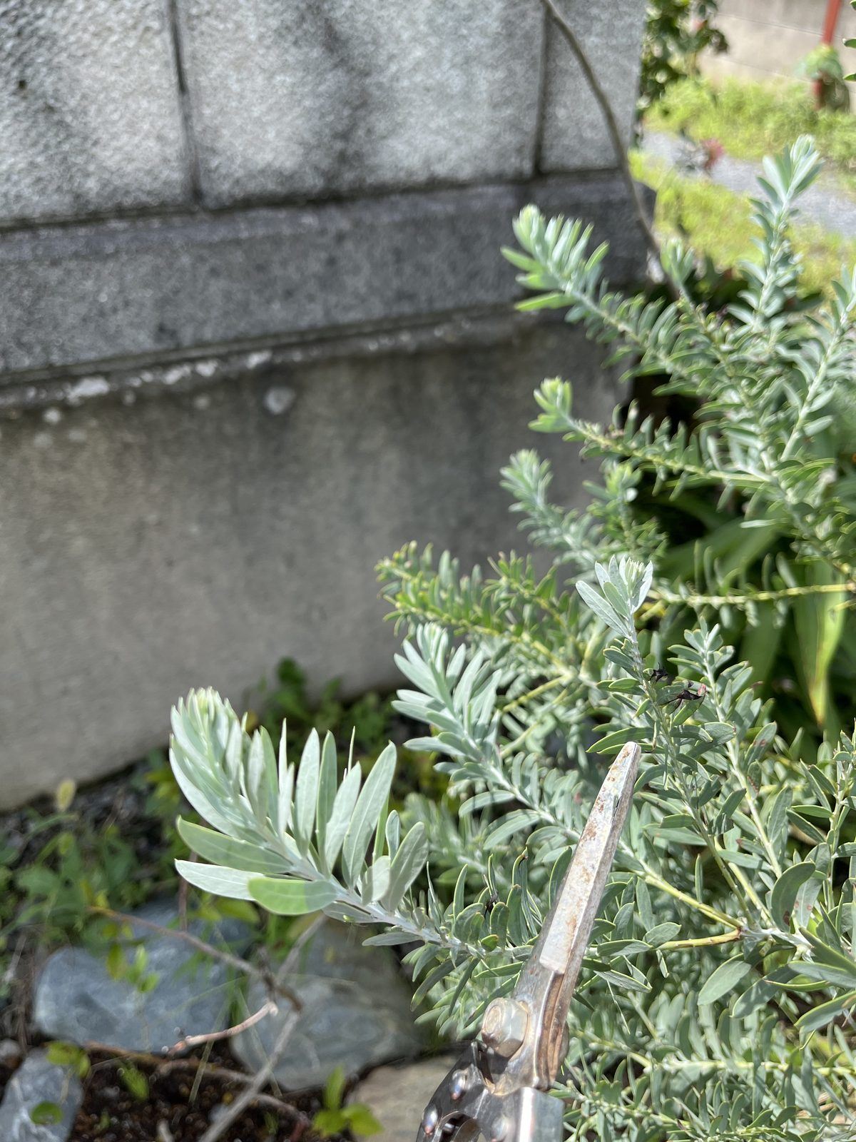 葉が傷んで茶色くなったミモザの枝