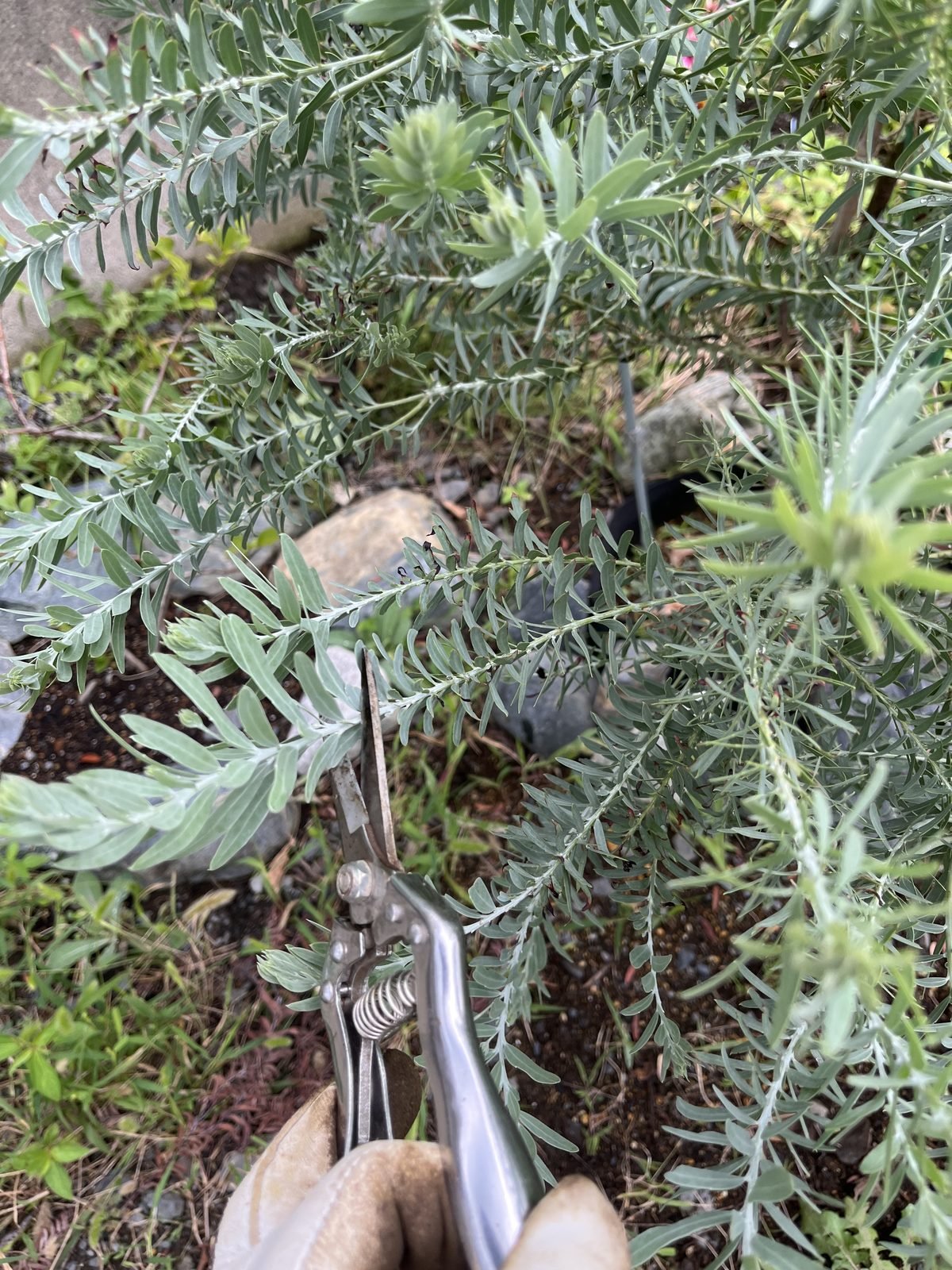 よく伸びたミモザの枝を中間の位置で切るところ