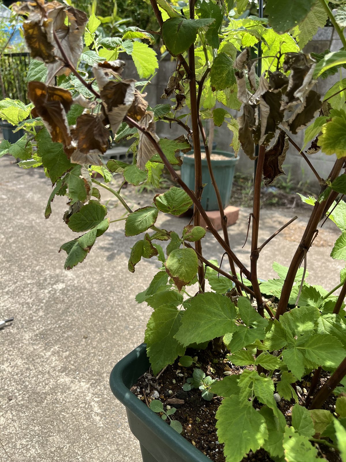 実をつけたラズベリーの枝。葉が茶色く枯れ込んできている