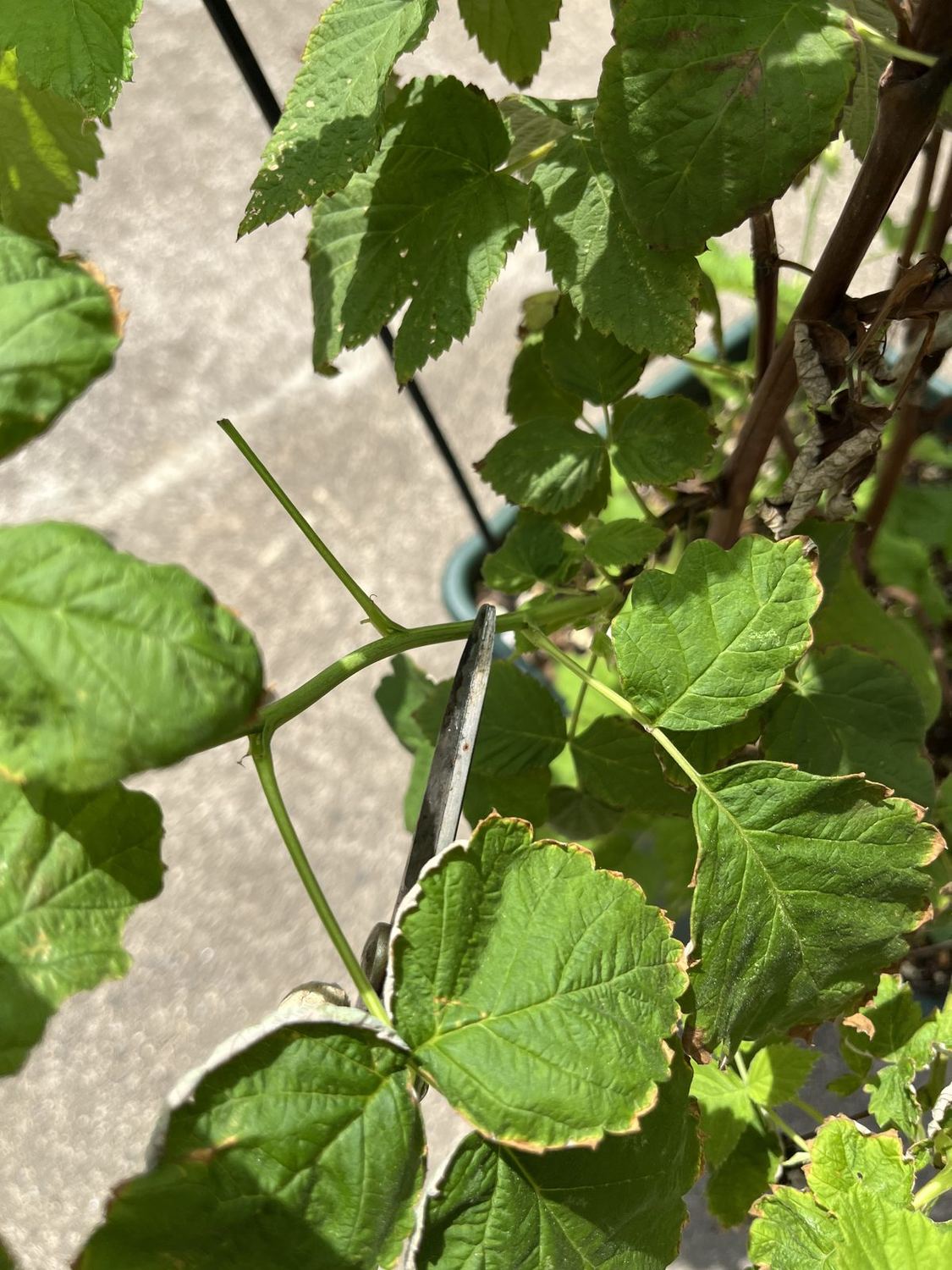 伸びた緑の枝を剪定ばさみで切り戻すところ