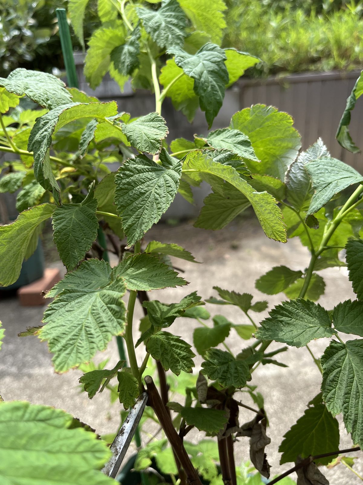 ハサミを当てた位置から先が夏に伸びた部分