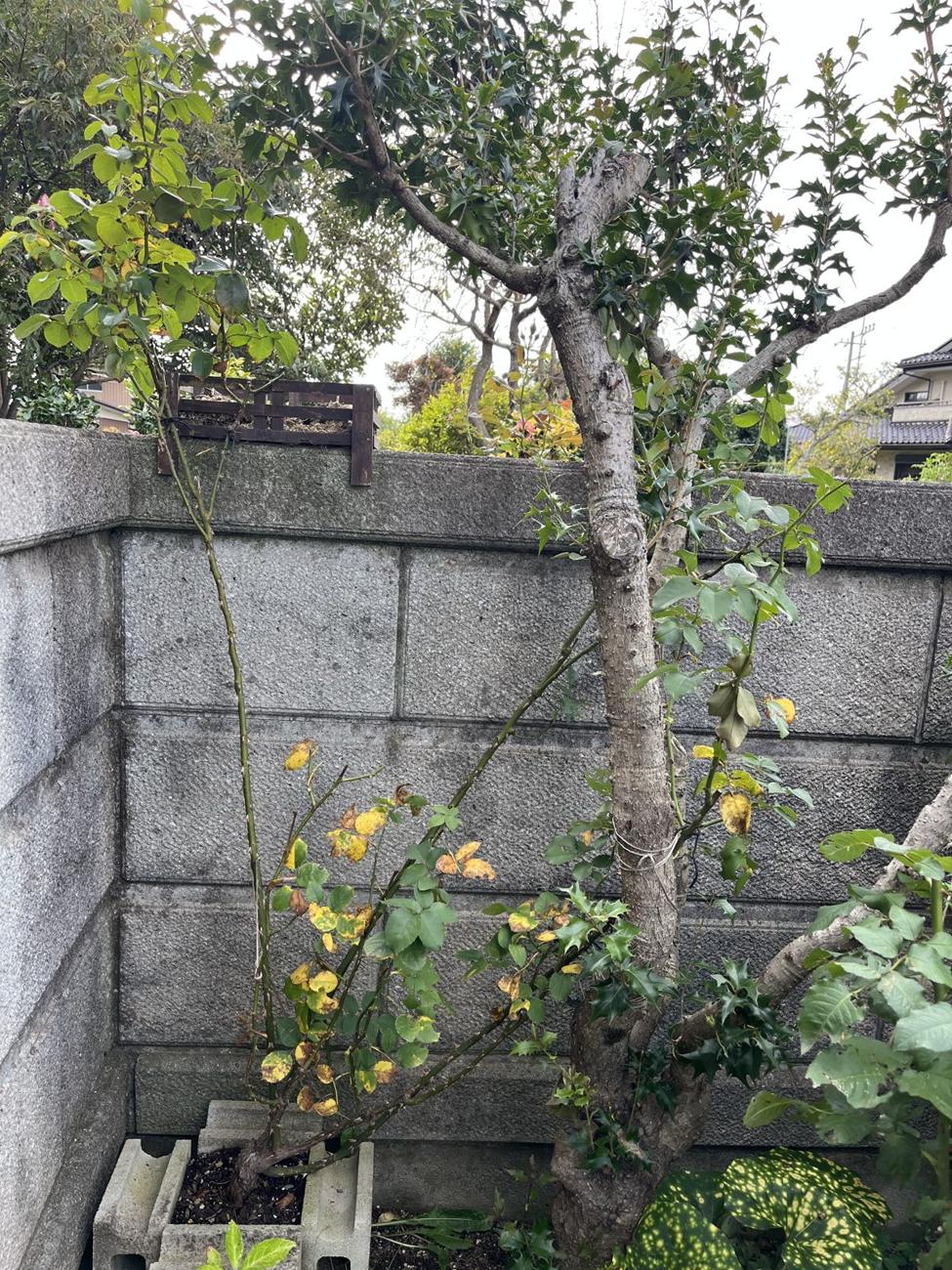 剪定前。下葉が黄色くなり、夏バテ気味
