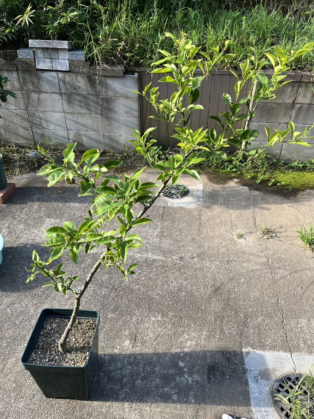 植え付け2年目のユズ(木頭)。上部から新しい枝が伸びている