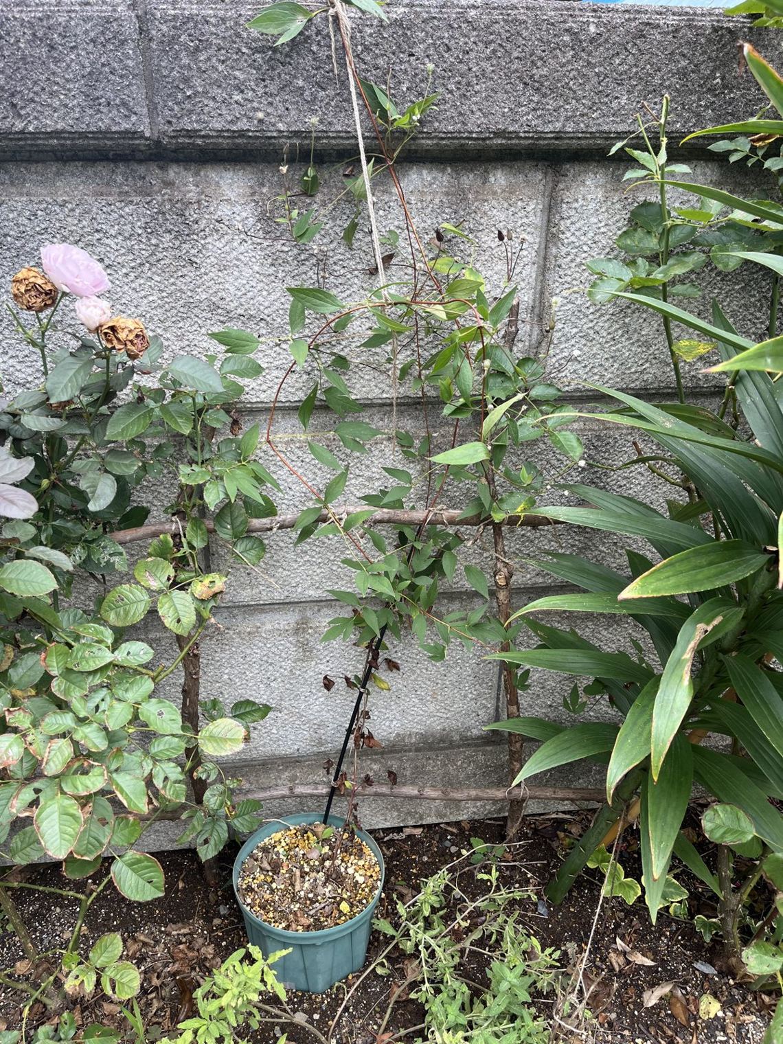 ブロック塀の前で鉢植えのまま地面に置き、竹の支柱に誘引したクレマチス・アフロディーテエレガフミナ