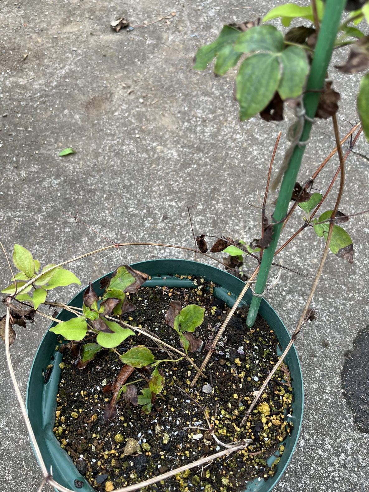 夏の暑さで葉が茶色く枯れ込んだ鉢植えのクレマチス・レッドパッション