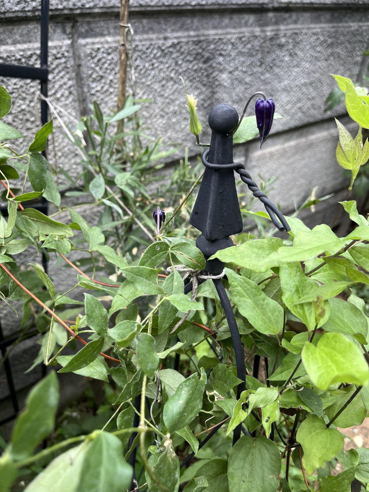 クレマチス・ロウグチの枝先。オベリスクの先端に紫のベル型の花と種がついている