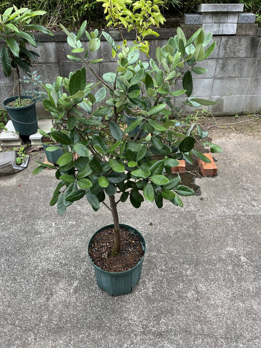 剪定前のフェイジョア・トラスク3年目。鉢植えで枝が茂っている