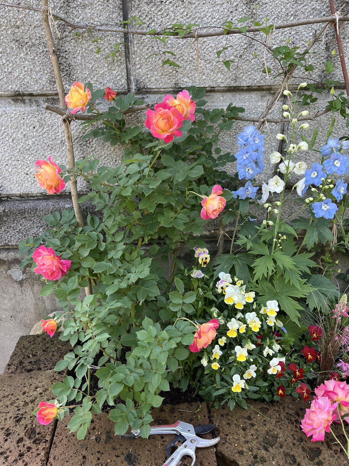 2025年5月の花壇でバラと青白のデルフォニウムが一緒に咲く様子