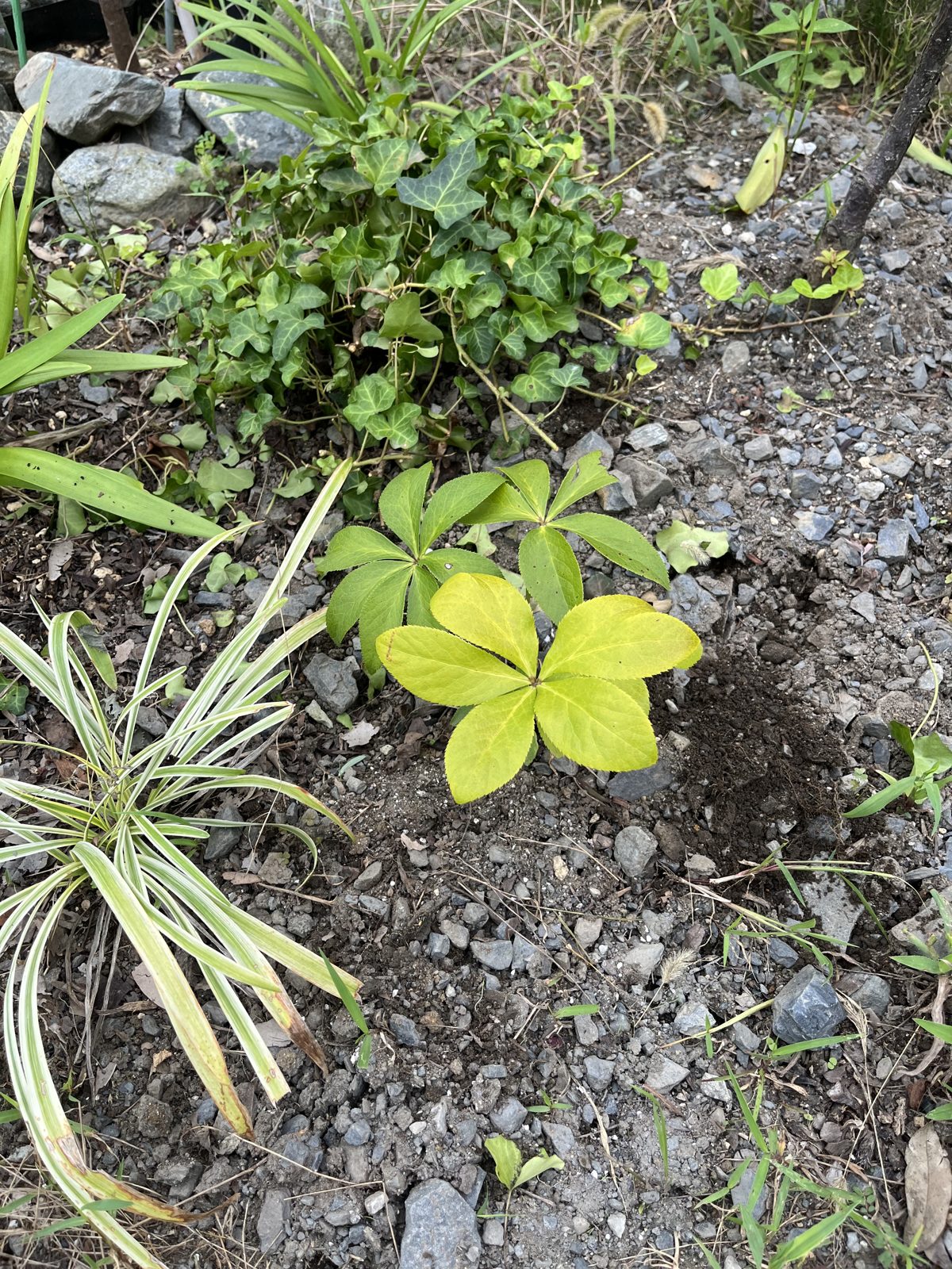 夏の暑さで葉が黄色くなった実生のクリスマスローズ。砂利敷きの地植え