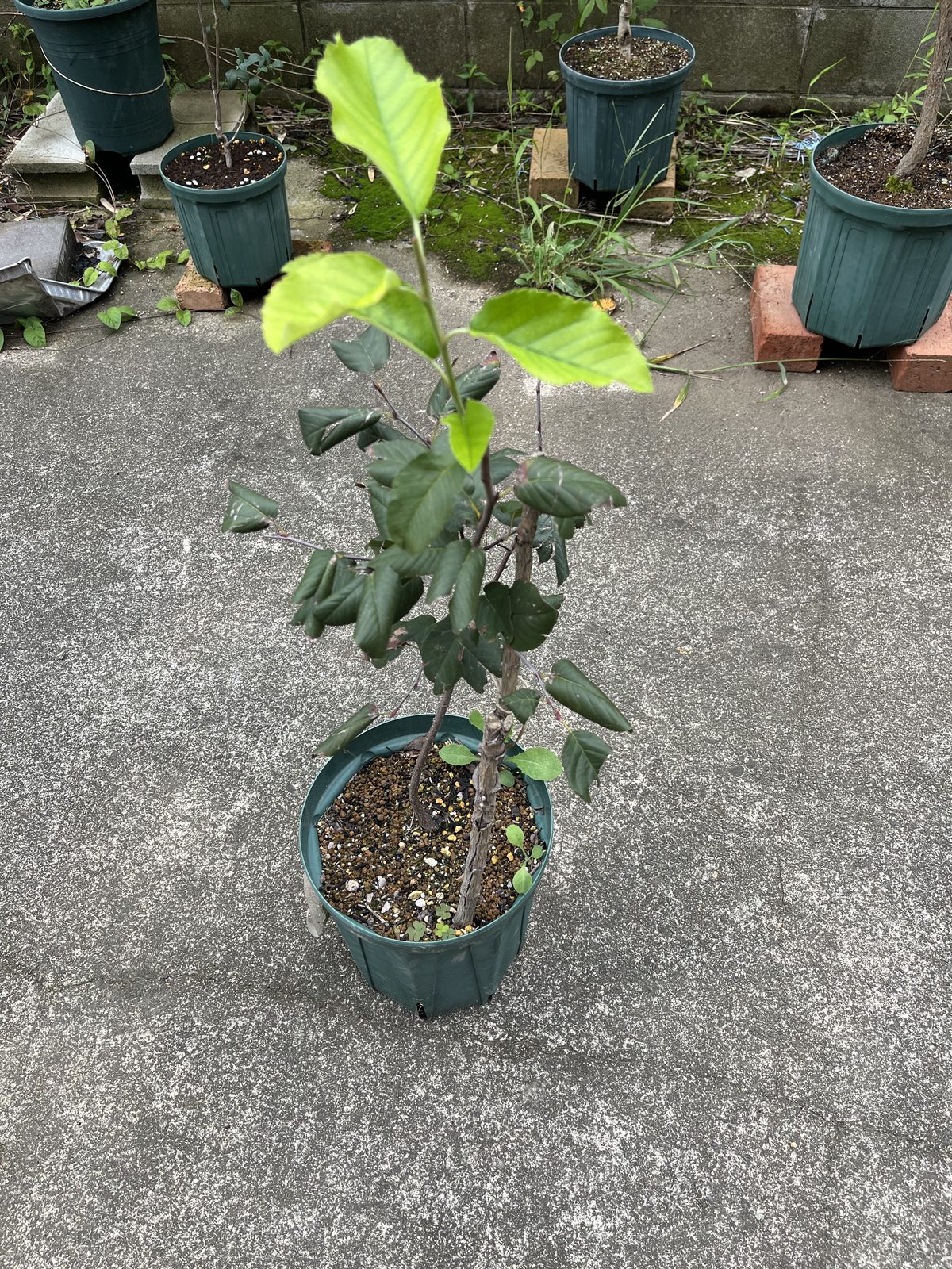 植え替え前のジューンベリー リージェント。8号スリット鉢で、先端の葉は黄緑色で下の葉は縦に丸まっている