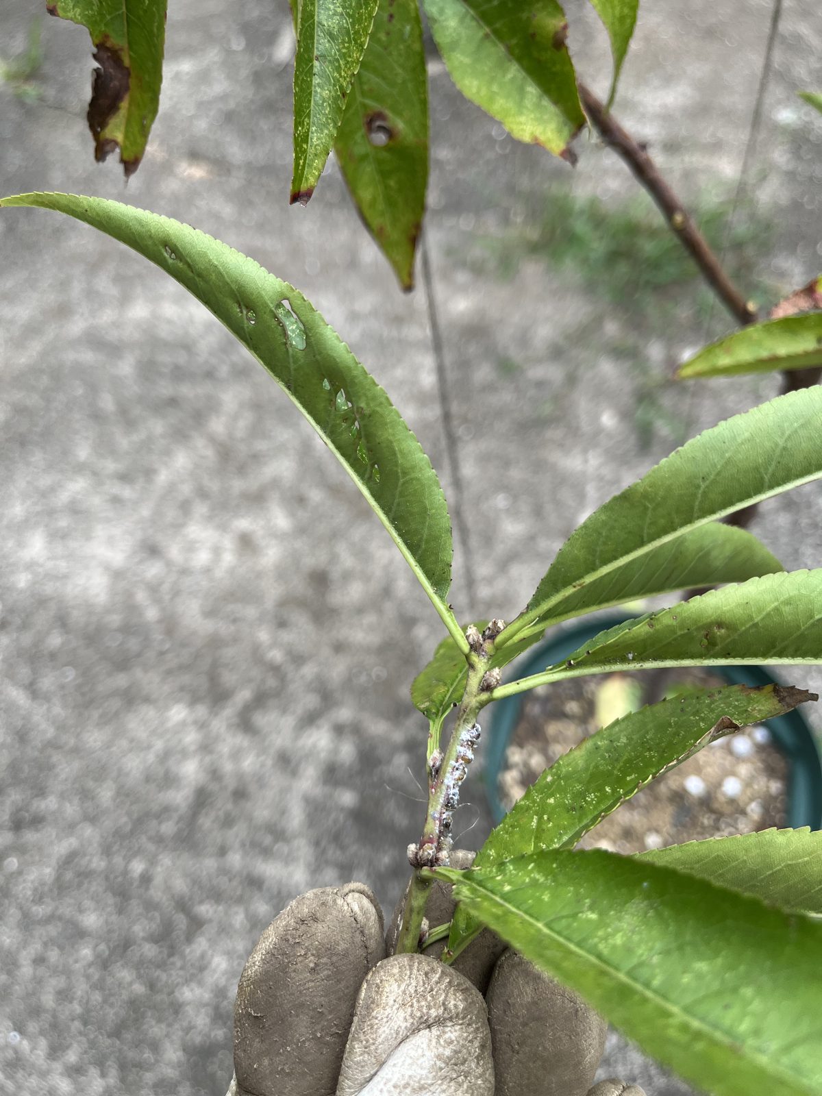 蟠桃の込み合った枝に白い虫がついている様子