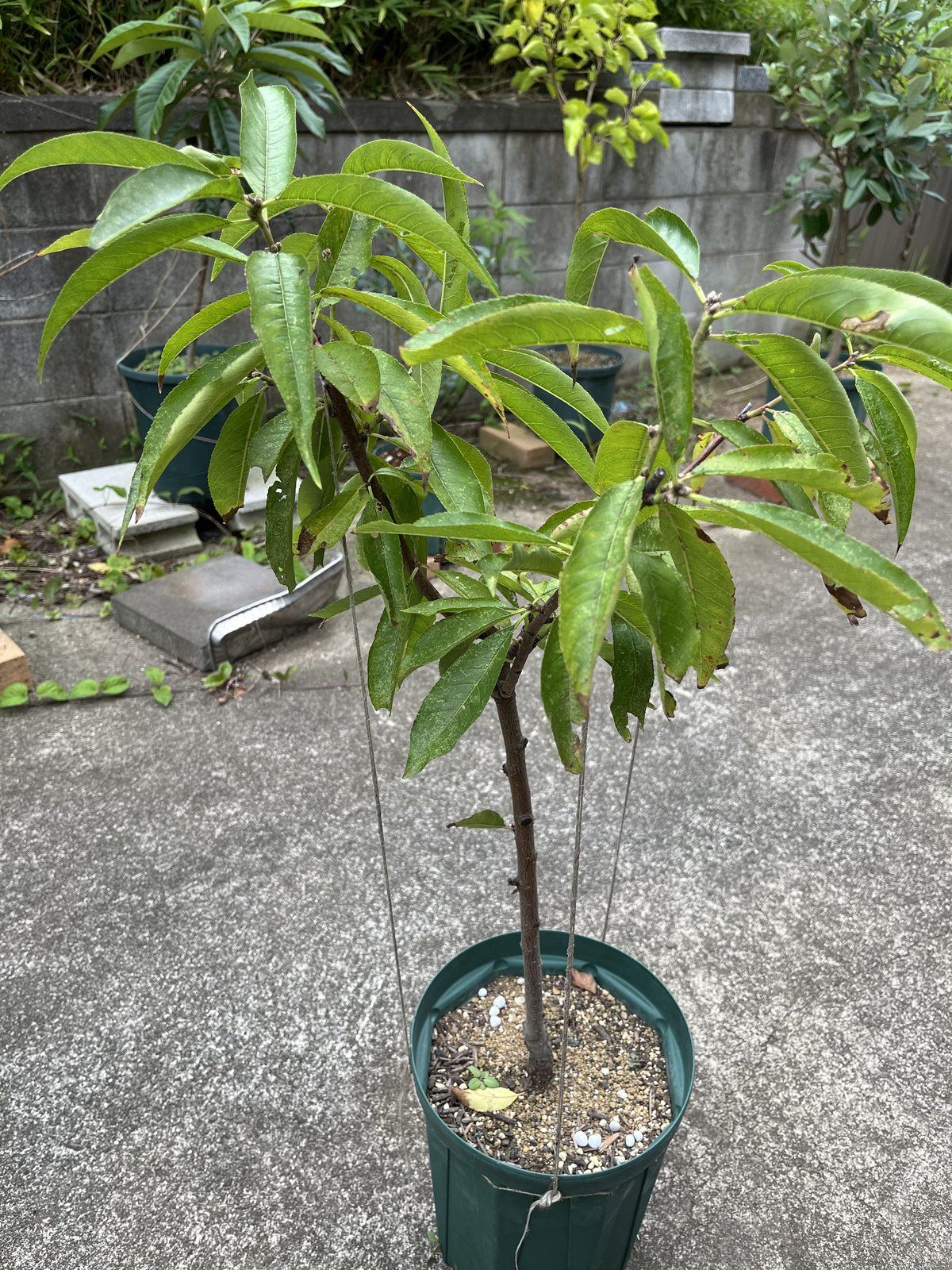 麻ひもで枝を誘引して3方向に開かせている蟠桃