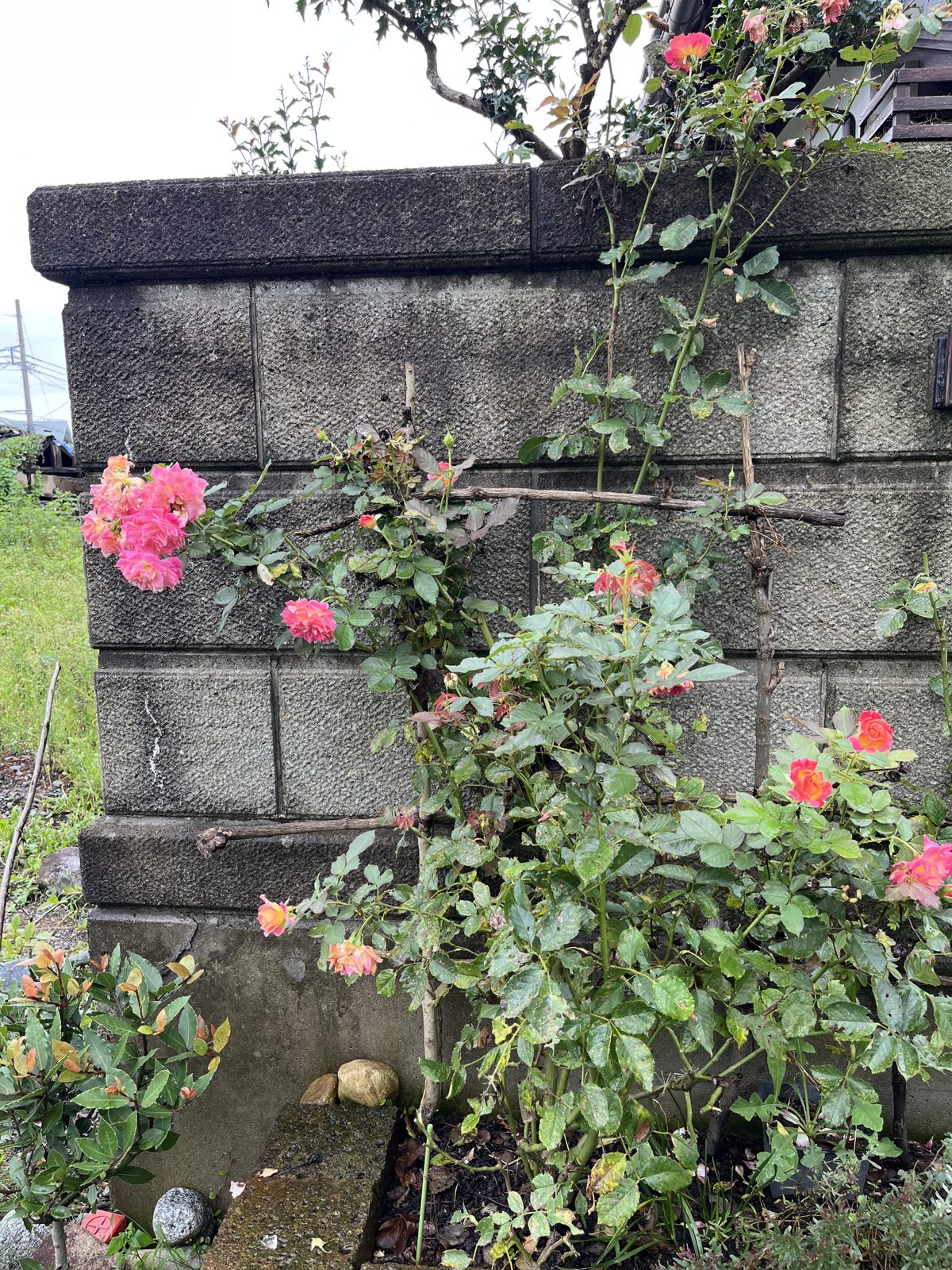 剪定前のシャルール。夏の花と蕾がたくさんついているが、思い切って切る