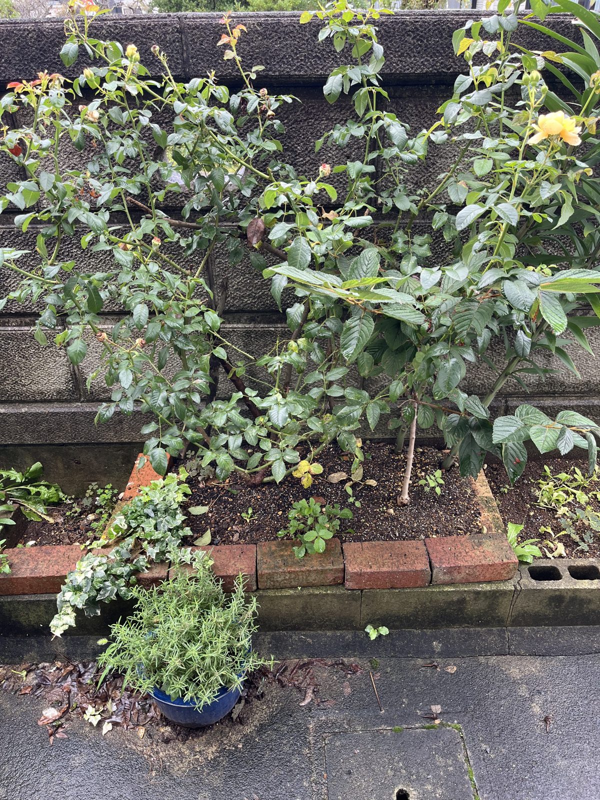 剪定前のディコン。右端にアプリコット色の夏の花が1輪