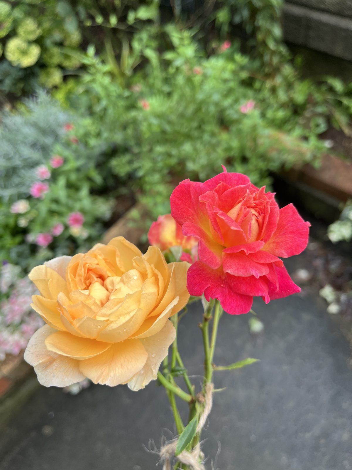 切った花の中できれいだったもの。赤がシャルール、アプリコット色がディコン