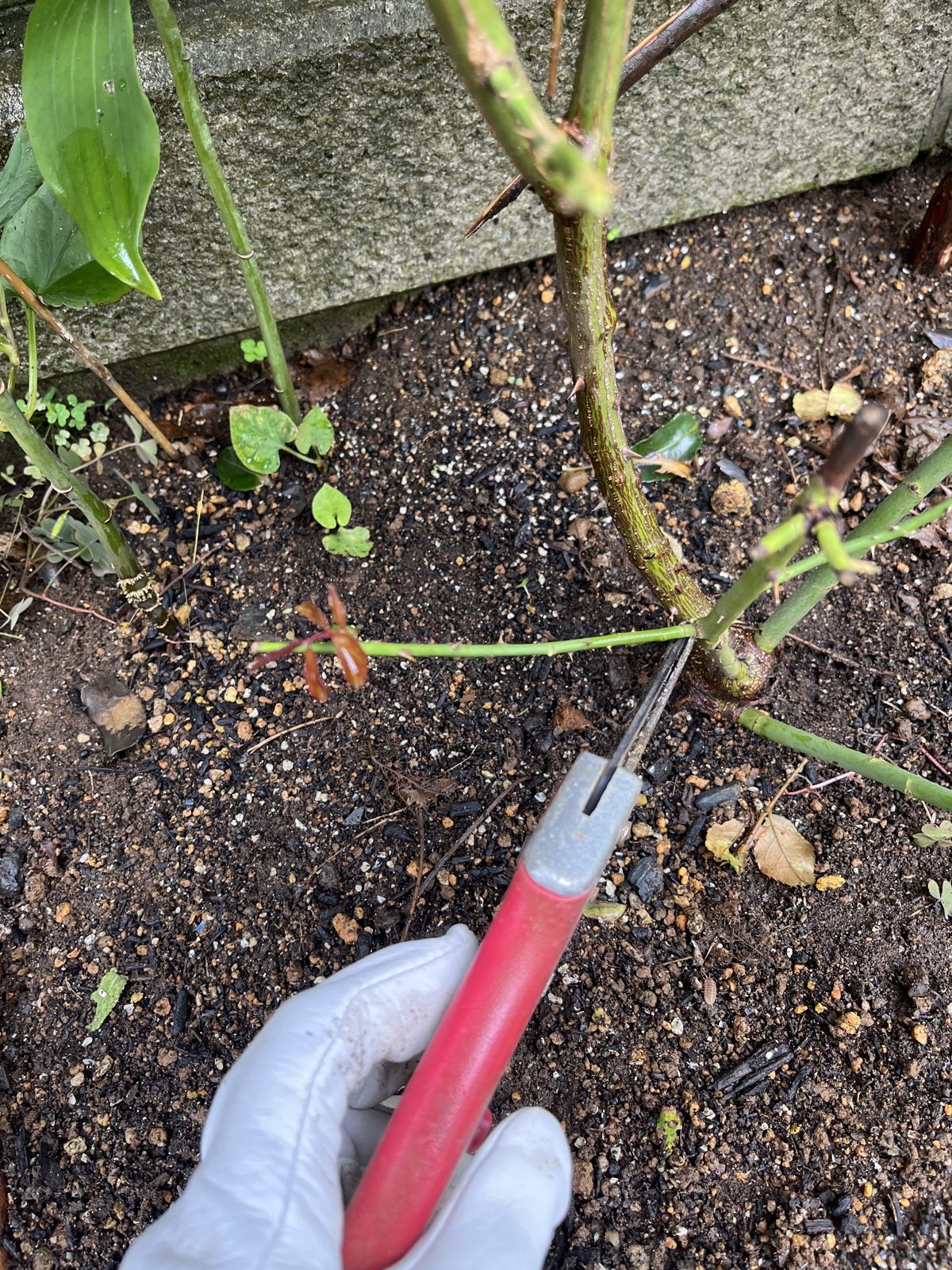 株元近くの細すぎる枝は付け根から切る。枯れ込んできている枝も同じ