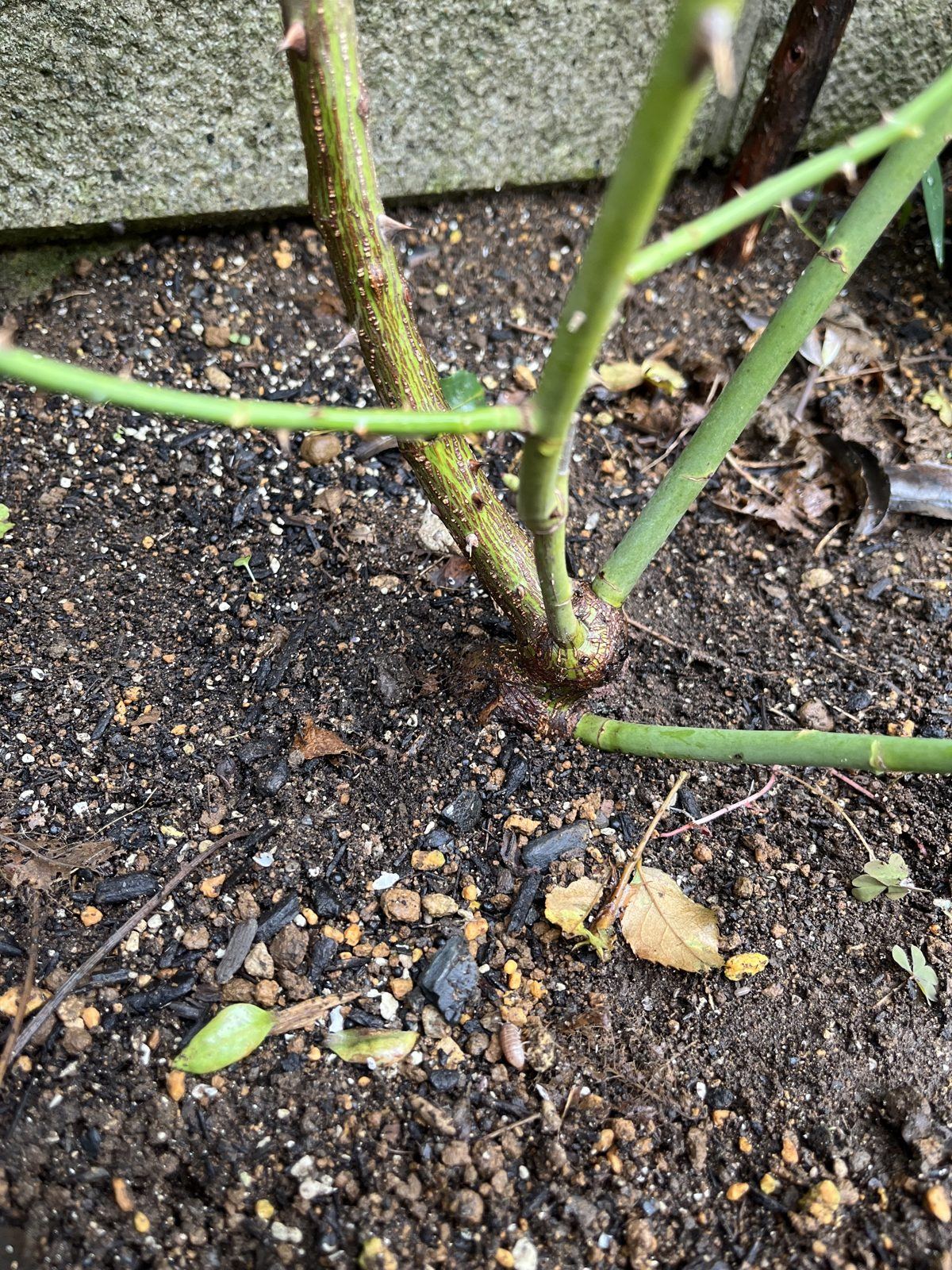 剪定のついでに株元を見る。カミキリムシの木くずや、癌腫のこぶがないかを確認する