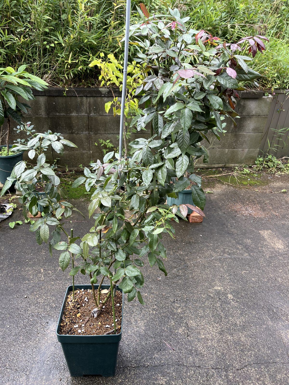 剪定後のクラバート。前後で見比べても、ほとんど変わらないくらい浅い