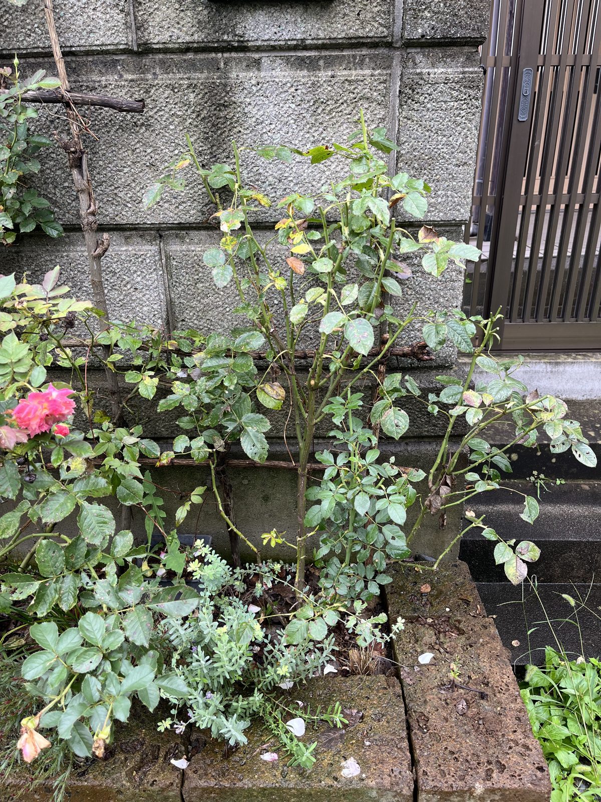 剪定後のサシェ