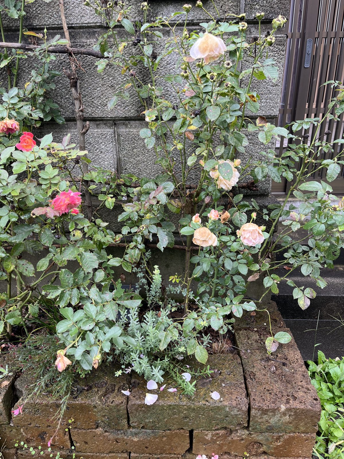 剪定前のサシェ。咲き終わった花と枯れ込んだ枝が目立つ