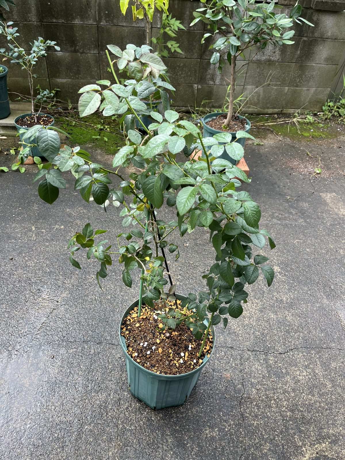 剪定後のトリニティ。こちらも先端を浅く切っただけ